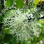 Usnea (lichen)