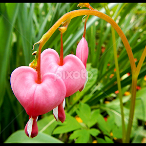 Hearts by Almajanu Marcel - Flowers Flowers in the Wild