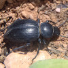Darkening beetles. Escarabajo de la muerte