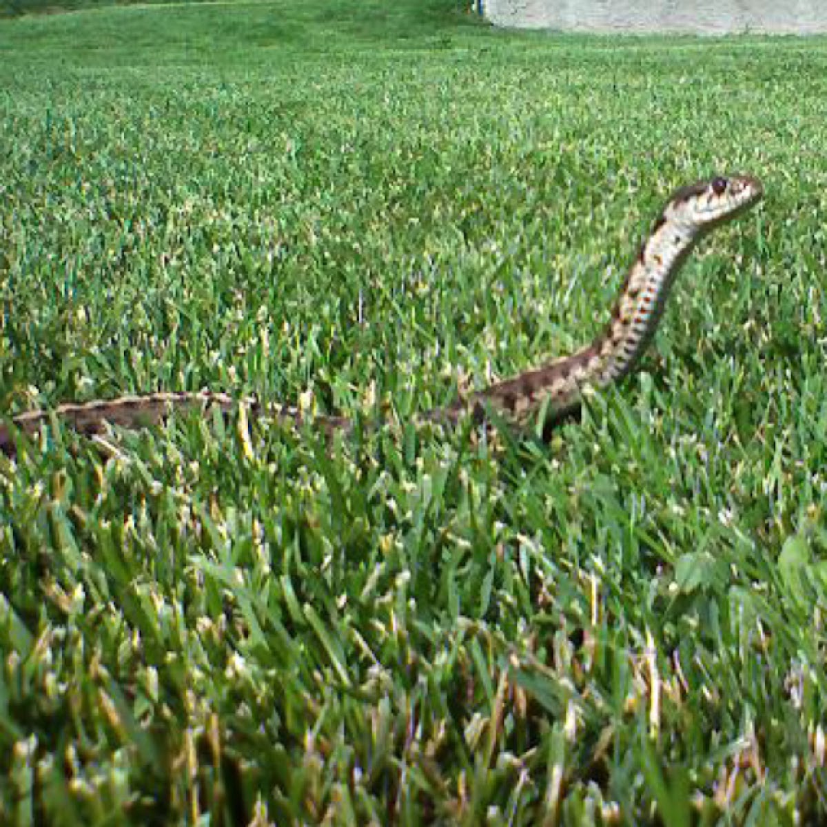 Western terrestrial garter snake 
