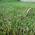 Western terrestrial garter snake 