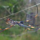 Golden Silk Orb-weaver Spider