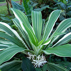 Variegated Crinum Lily