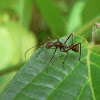 Ant like Hemipteran