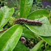 Clipper Butterfly Caterpillar