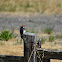 Acorn Woodpecker