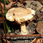 Amanita ochrophylloides