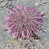 Purple sea urchin