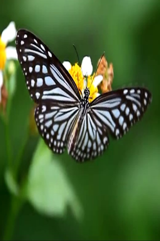 Butterfly LWP