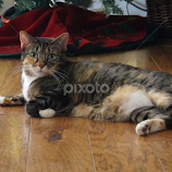 Jazzmin by Donald Henninger -  