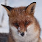 Red Fox