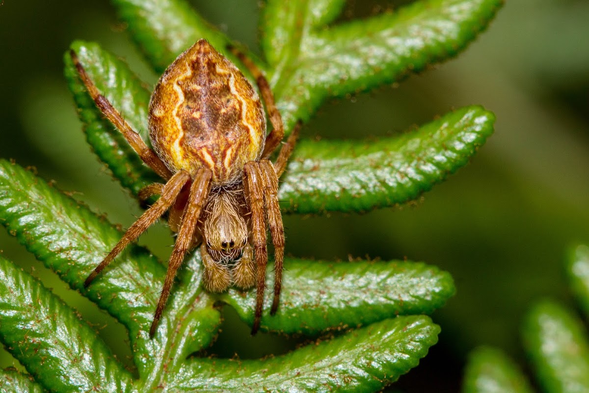 Garden Orb Spider