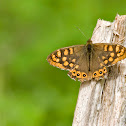 Speckled Wood