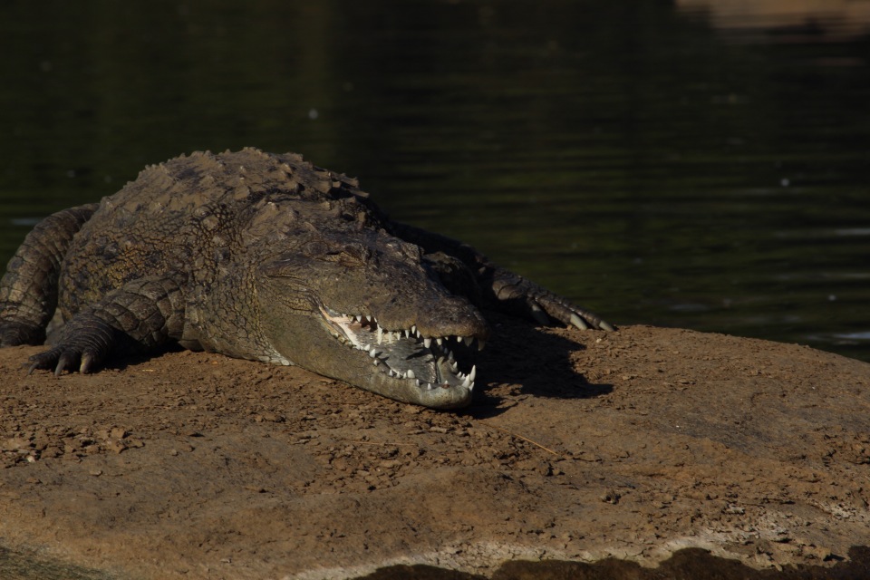 mugger or marsh crocodile