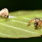 Planthopper and Jumping Spider