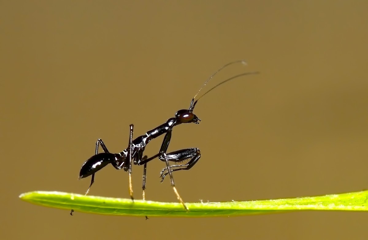 Asian Ant Mantis