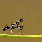 Asian Ant Mantis