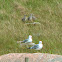 Common Gulls with babies
