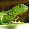 Green Iguana Juveniles