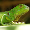 Green Iguana Juveniles
