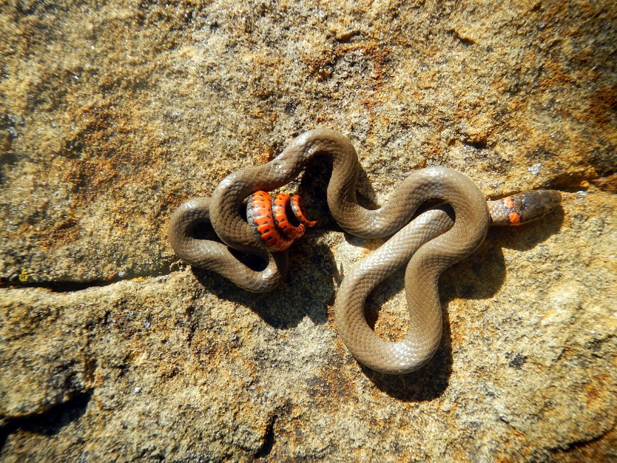 Prairie Ring-necked Snake