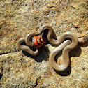 Prairie Ring-necked Snake