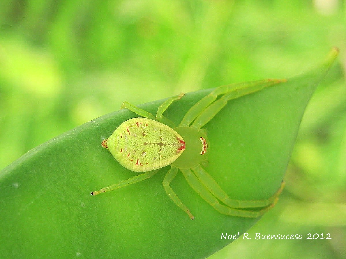 Crab Spider