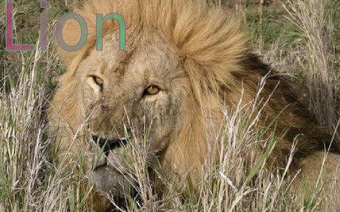 Wild Animals 2 FREE - náhled