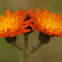 Orange Hawkweed