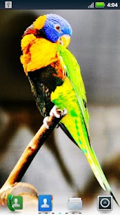 How to get Parrots Live Wallpaper patch 3.6.0.0 apk for android
