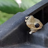 Cuban Tree Frog