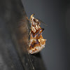 Moonseed Moth