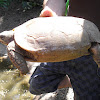 Hinge Tortoise