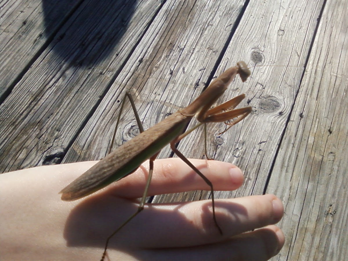 Chinese Mantid