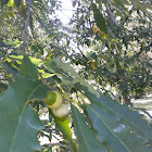 Chestnut-leaved Oak