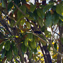 New Zealand Fantail