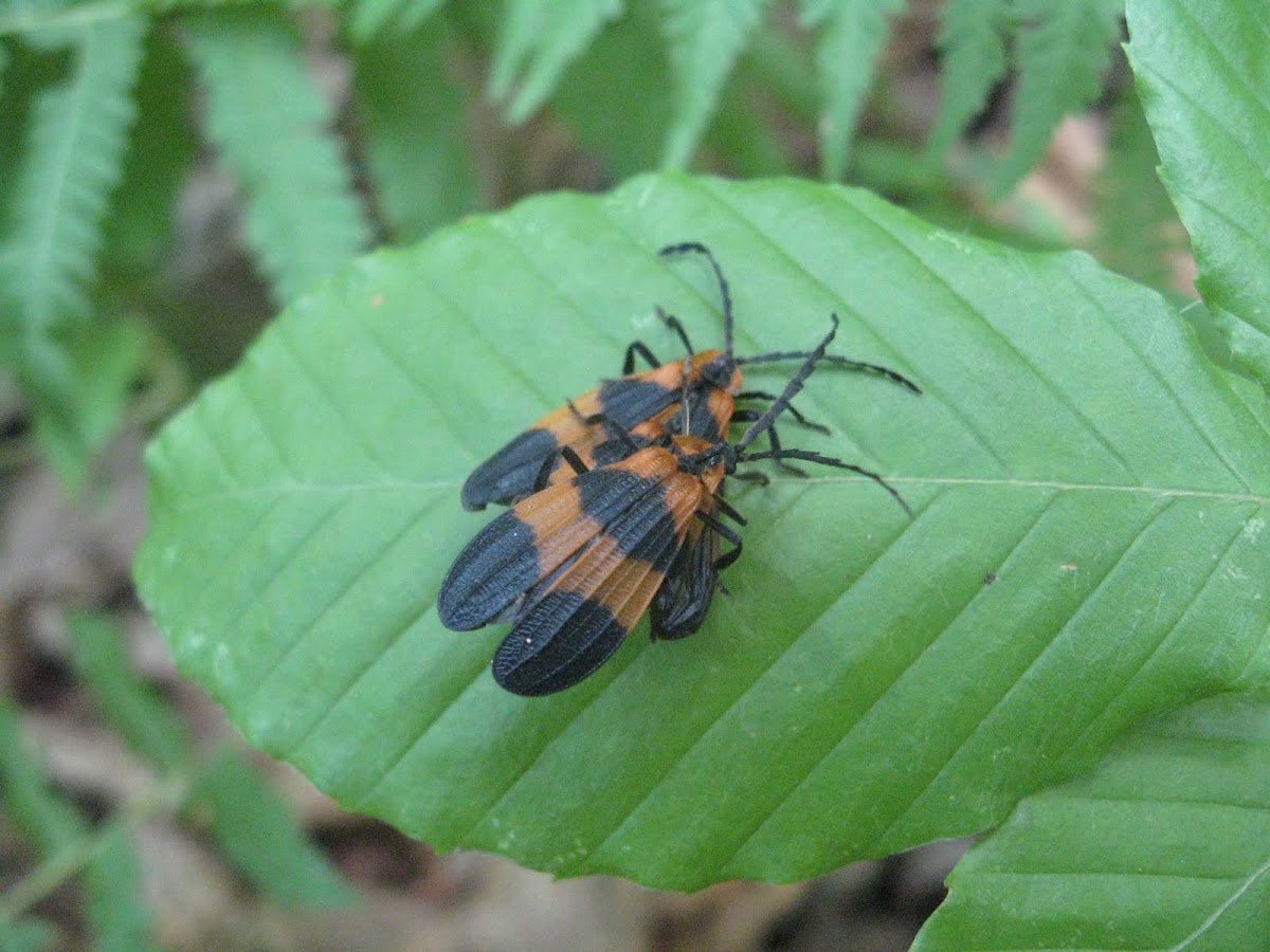 Banded net-wing beetle