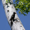 Female Nuttall's woodpecker