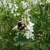 Large garden bumblebee