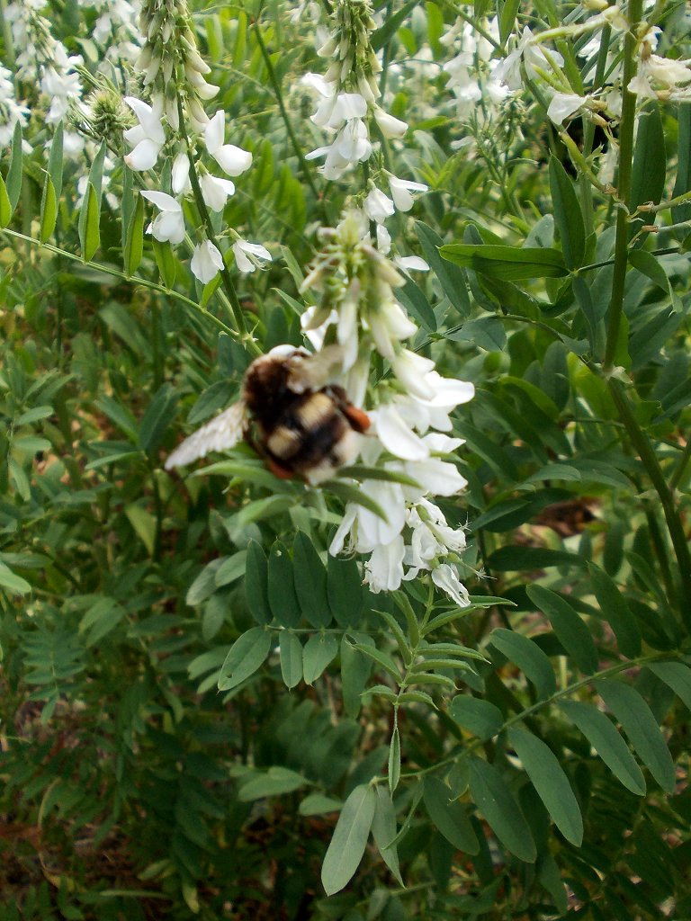 Large garden bumblebee