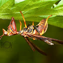 Mantis Fly