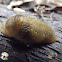Field slug