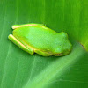 white-lipped tree frog (juvenile)