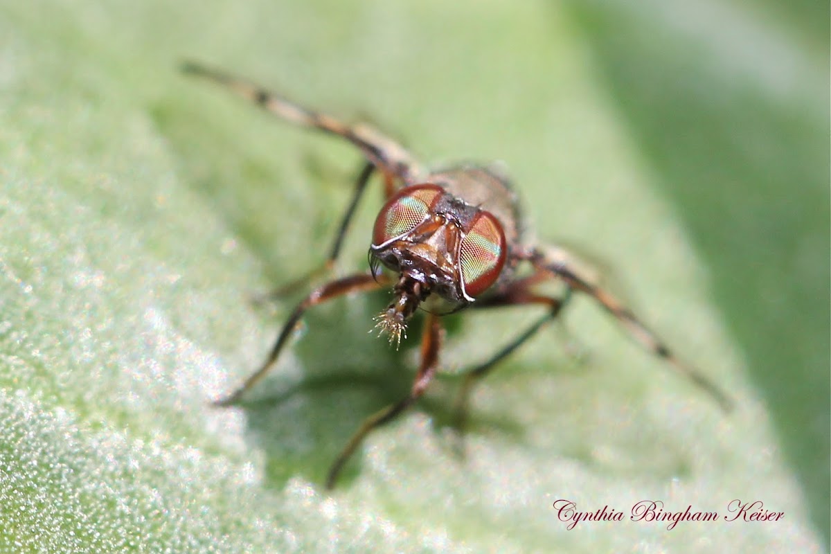 Boatman Fly