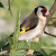 Goldfinch; Jilguero