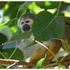 The common squirrel monkey