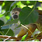 The common squirrel monkey