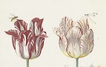 ### [1637 Tulpengekte](/nl/rijksstudio/tijdlijn-nederlandse-geschiedenis/1637-tulpengekte)