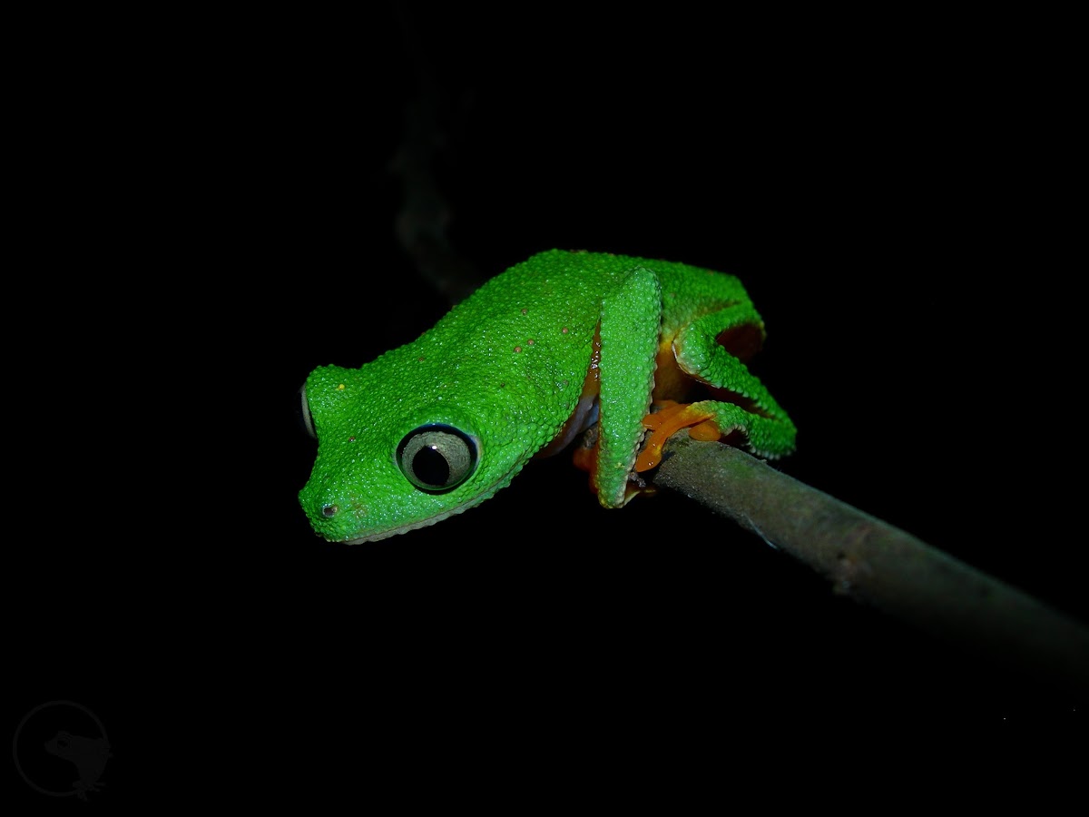 Rough Leaf frog