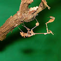 Wandering violin mantis